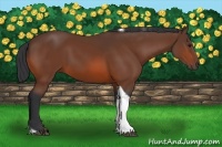 Horse Color:Bay Tobiano 