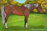 Horse Color:Bay and Silver Bay