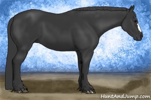 Horse Color:Black 