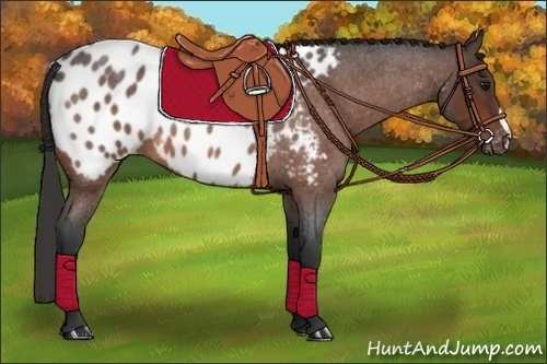 Horse Color:Bay Roan Appaloosa 
