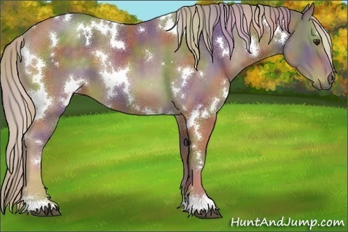 Horse Color:Nacre White Spotted Chocolate Palomino