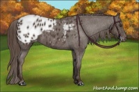 Horse Color:Liver Chestnut Appaloosa 