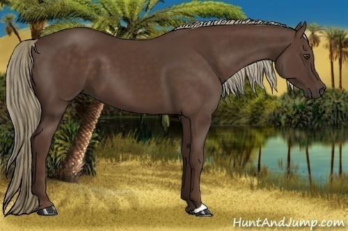 Horse Color:Liver Chestnut 