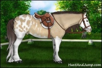 Horse Color:Bay Roan Dun Splash Appaloosa