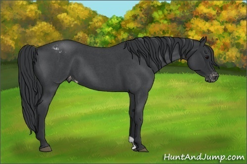 Horse Color:Blue Roan Varnish 