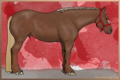 Horse Color:Chestnut 