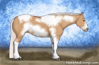 Horse Color:Silver Bay Dun Sabino Tobiano Frame Rabicano 