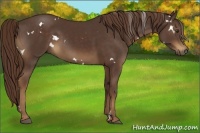 Horse Color:White Spotted Liver Chestnut 