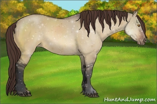 Horse Color:Bay Dun Appaloosa