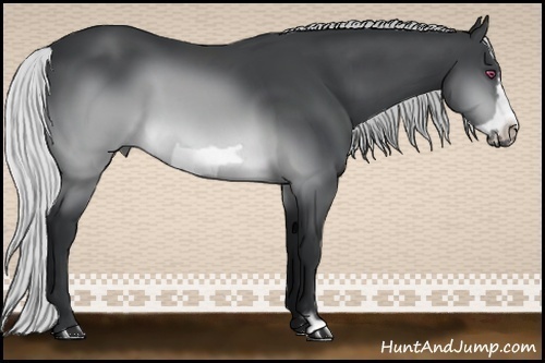 Horse Color:Silver Brown Chinchilla Frame 