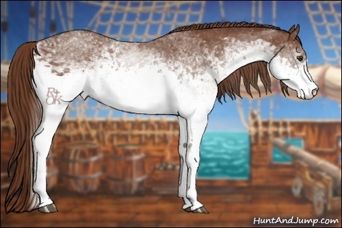 Horse Color:White Spotted Chestnut 
