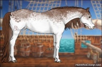 Horse Color:White Spotted Chestnut