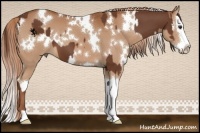 Horse Color:Chestnut  and White Spotted Chestnut Splash 
