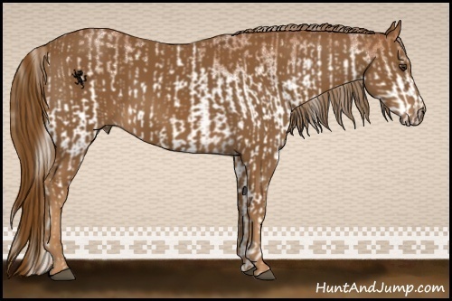 Horse Color:White Spotted Silver Bay and Chestnut