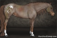 Horse Color:Liver Chestnut Appaloosa 