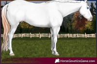 Horse Color:Bay Dun Splash Appaloosa