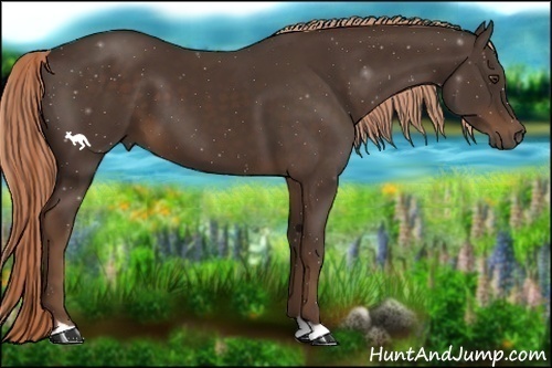 Horse Color:Liver Chestnut 