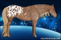 Horse Color:Chestnut Appaloosa 
