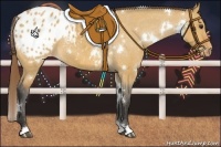 Horse Color:White Spotted Bay Dun Appaloosa
