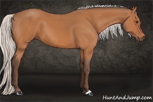 Horse Color:Silver Bay 