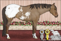 Horse Color:Gray Red Dun Appaloosa 