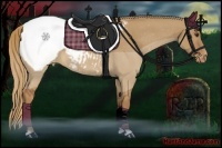 Horse Color:Red Dun Appaloosa 