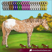 Horse Color:Chestnut Snowflake Varnish