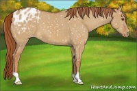 Horse Color:Red Dun Appaloosa 