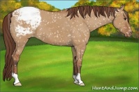 Horse Color:Bay Dun Snowflake Varnish