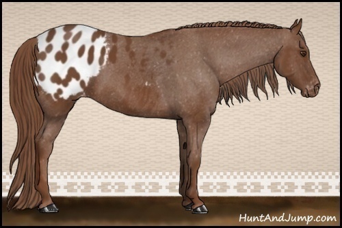 Horse Color:Chestnut Appaloosa 