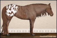 Horse Color:Chestnut Appaloosa 