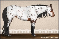 Horse Color:Bay Appaloosa 