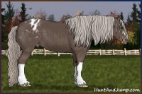 Horse Color:Silver Black Appaloosa 