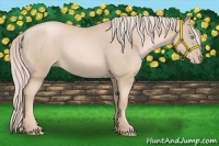Horse Color:Palomino Pearl