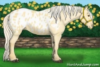 Horse Color:Palomino Dun Appaloosa 