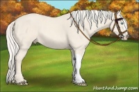 Horse Color:Cremello 