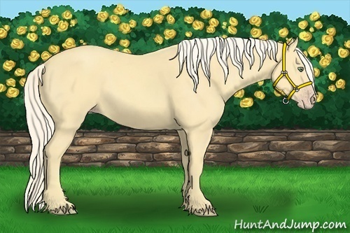 Horse Color:Gold Cream Champagne 