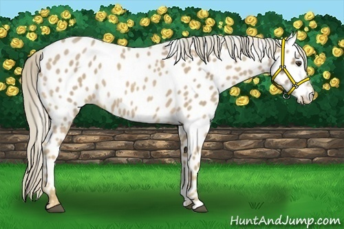 Horse Color:Palomino Roan Appaloosa