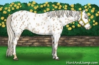 Horse Color:Palomino Roan Near Leopard 