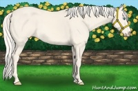Horse Color:Cremello 