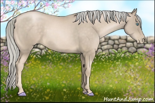 Horse Color:Chocolate Palomino Pearl Sabino 