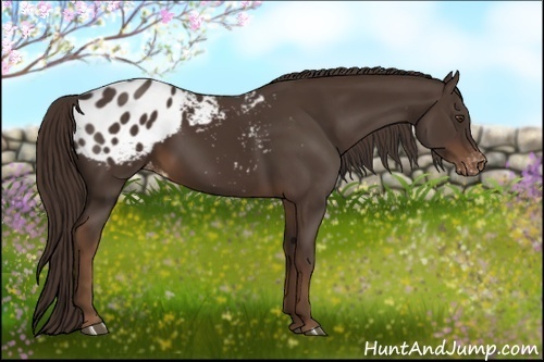 Horse Color:Liver Chestnut Appaloosa 