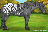 Horse Color:Black Appaloosa 