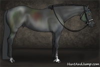 Horse Color:Black Sabino