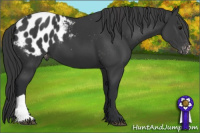 Horse Color:Black Appaloosa 
