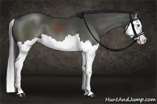 Horse Color:Black Sabino Splash 