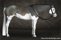 Horse Color:Black Sabino Splash 