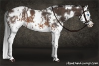 Horse Color:White Spotted Brown Splash Frame  and White Spotted Brown Splash 
