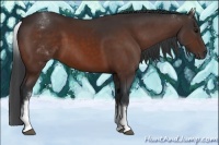 Horse Color:White Spotted Bay