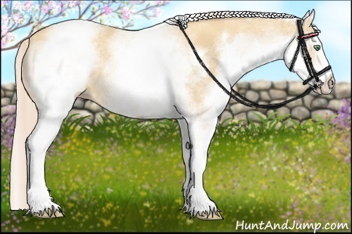 Horse Color:White Spotted Gold Cream Champagne